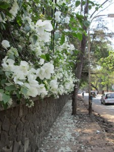 Street Flowers