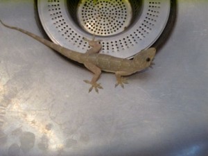 A little critter greeted me one morning in the kitchen sink.